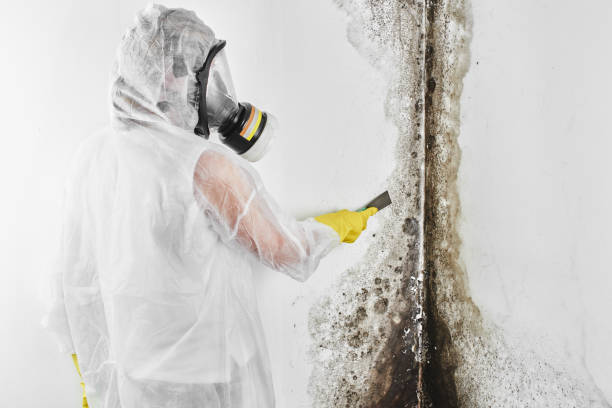 Best Industrial Mold Remediation in Harris Hill, NY