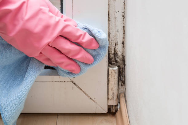 Best Residential Mold Remediation in Harris Hill, NY
